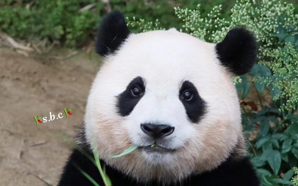 福宝!熊猫世界植物为何那样?