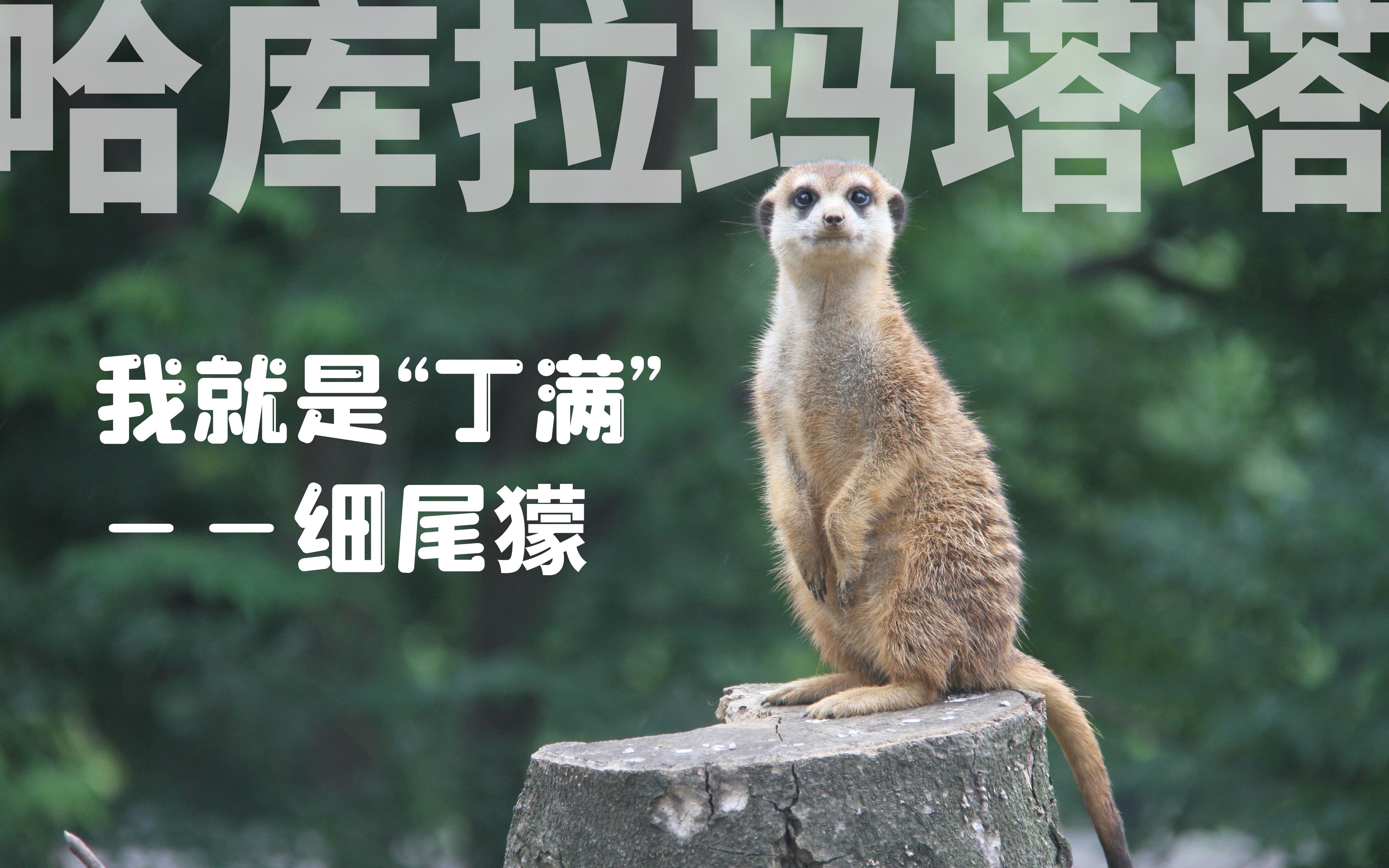 阿熊线上科普说第十一期 "哈库拉玛塔塔"细尾獴