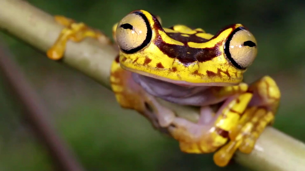 这只大眼睛 #树蛙