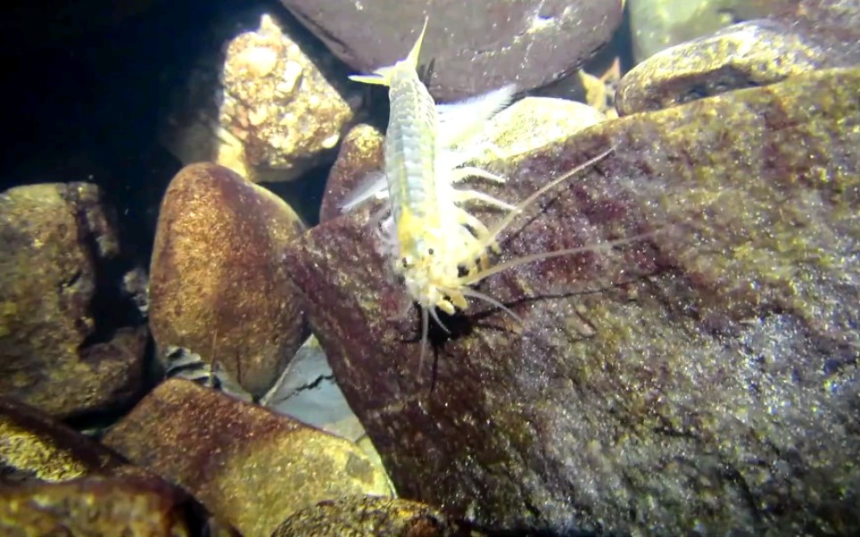 山虾.鼹鼠溪mole creek,塔斯马尼亚.