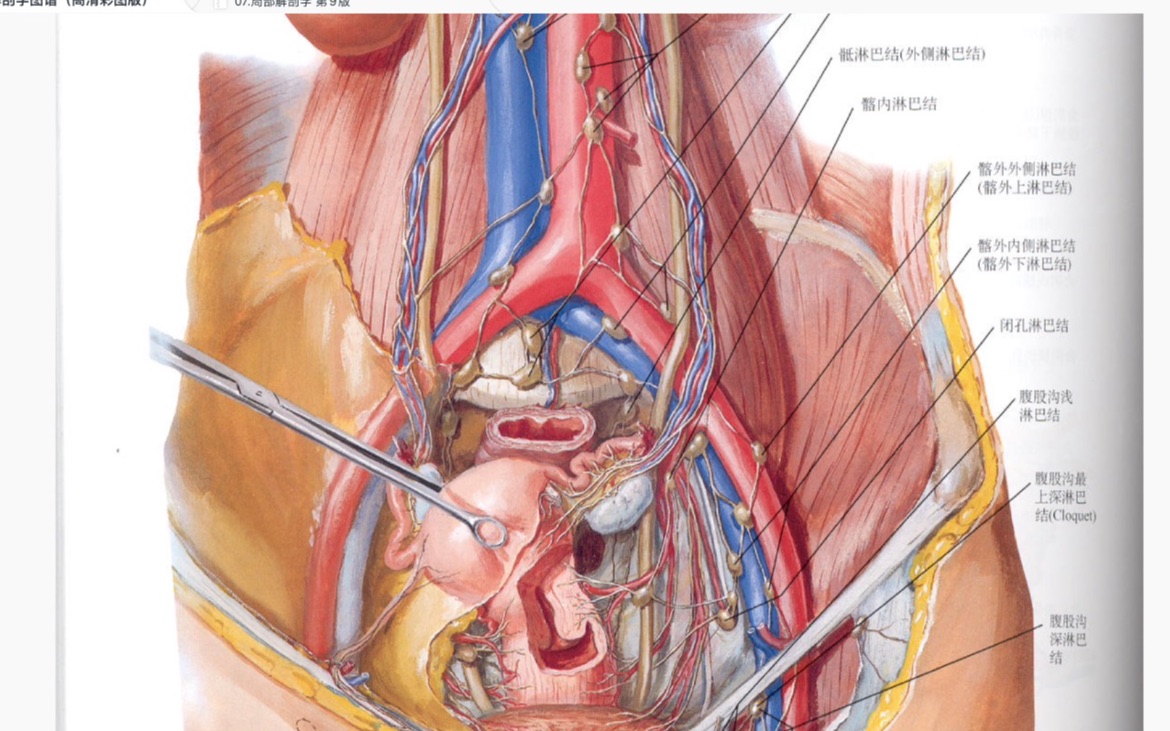 [图]盆部 局部解剖学+奈特图谱 重制 复习自讲
