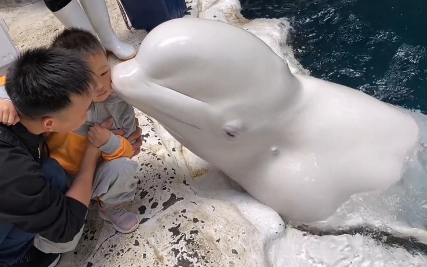 太治愈了!白鲸小心翼翼地亲吻小朋友 网友:生怕弄疼小朋友