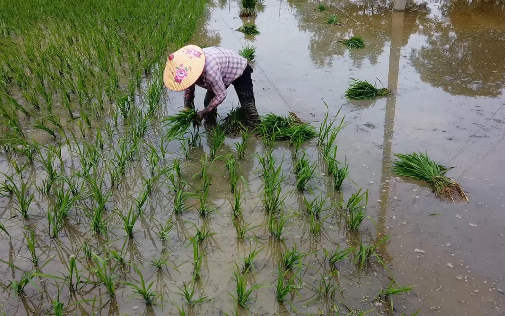 [图]湖北荆州，农民插秧的场景，谁知盘中餐，粒粒皆辛苦啊