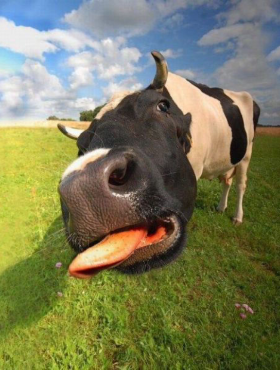 动物6_哔哩哔哩_bilibili