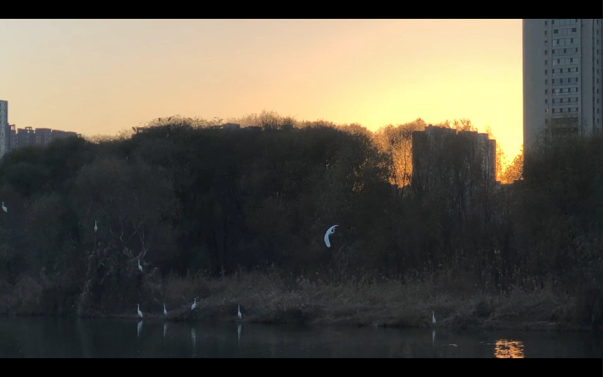 【周末手机摄影】太原汾河湿地公园多种水鸟的共同栖息地,好鸟相鸣,嘤嘤成韵.哔哩哔哩bilibili