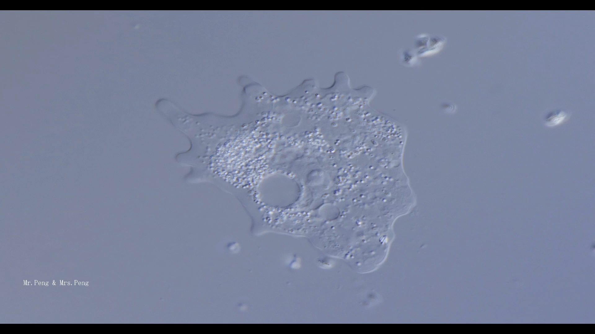 显微镜观察日常003来自peng夫妇的变形虫超清合集