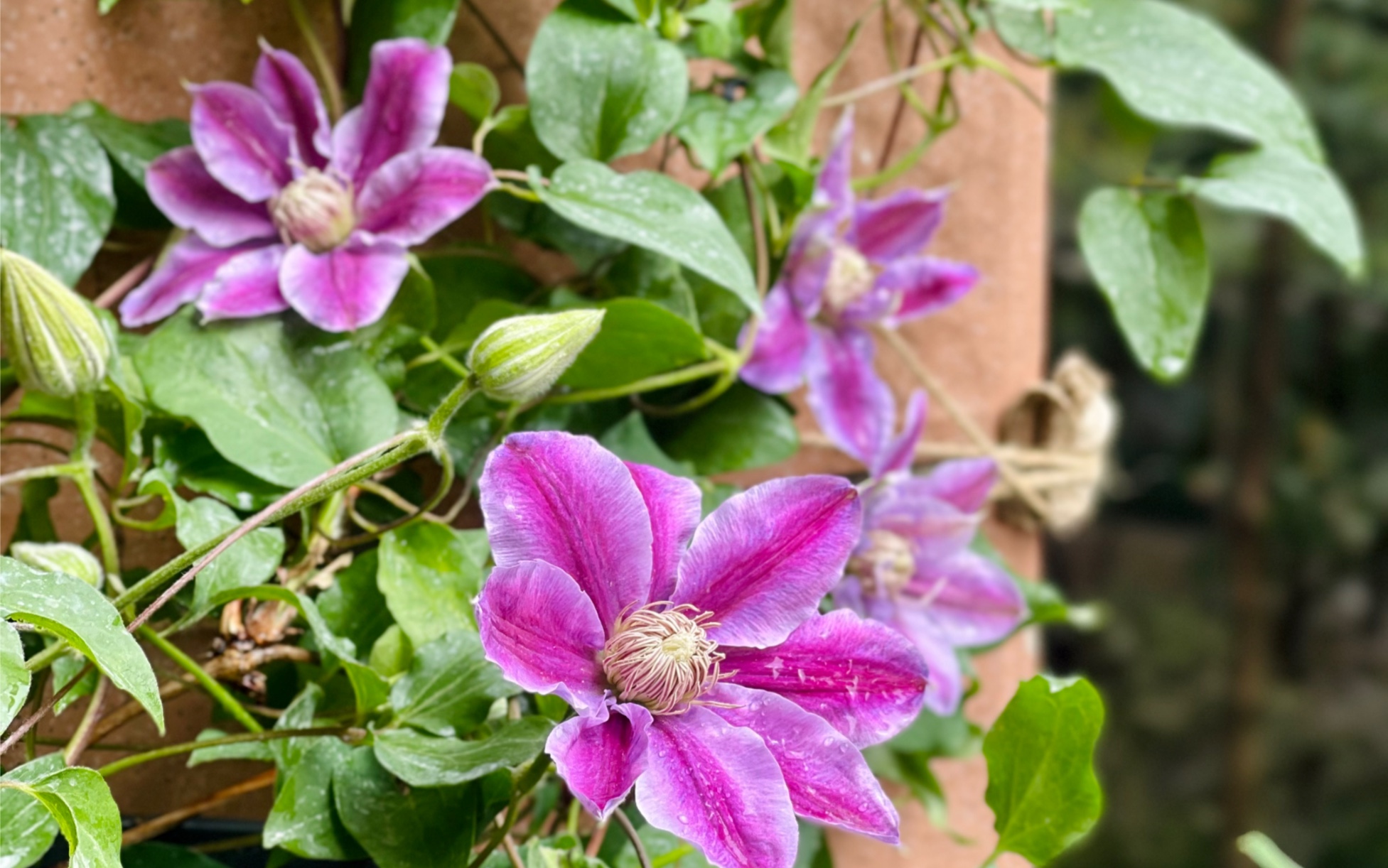 铁线莲开花啦-蜜蜂之恋-早花大花单瓣_哔哩哔哩 (゜-゜)つロ 干杯