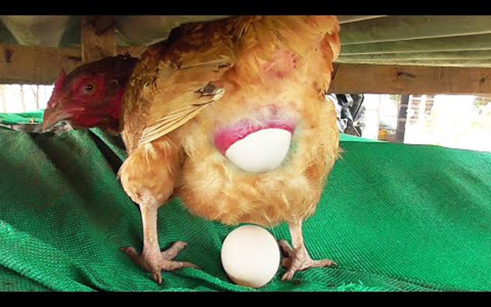 母鸡下蛋 表情包图片