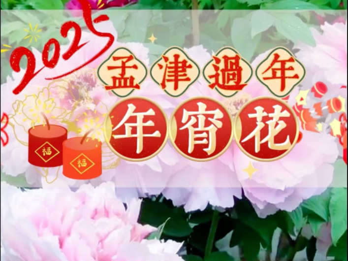 寻年味 迎新年 孟津“年宵花”含苞欲放哔哩哔哩bilibili