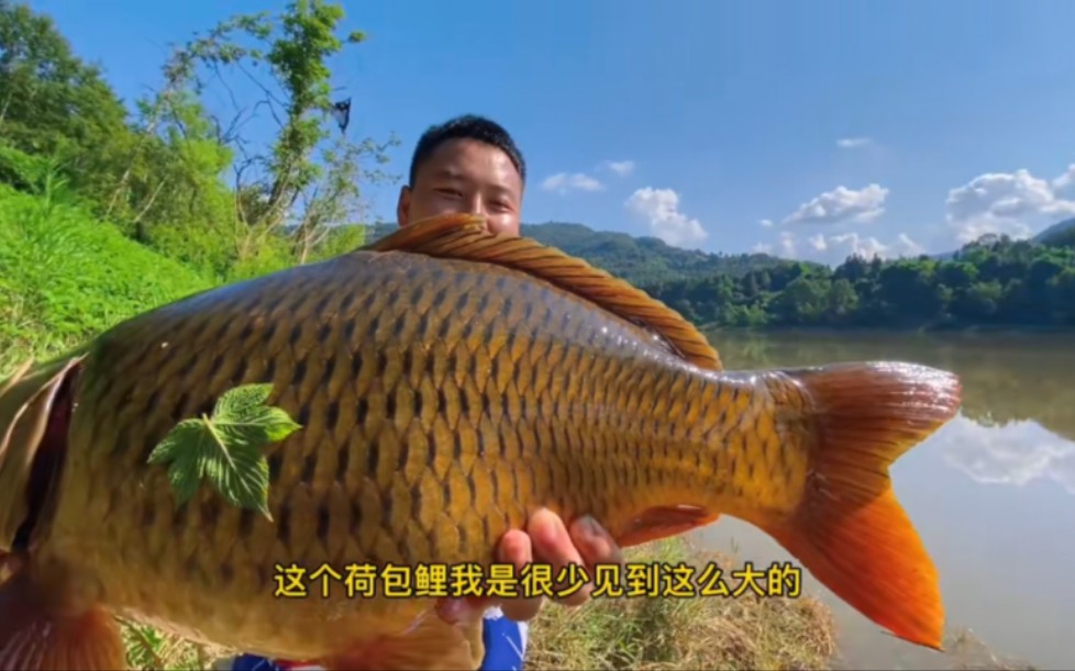 很少见到这么大的荷包鲤鱼