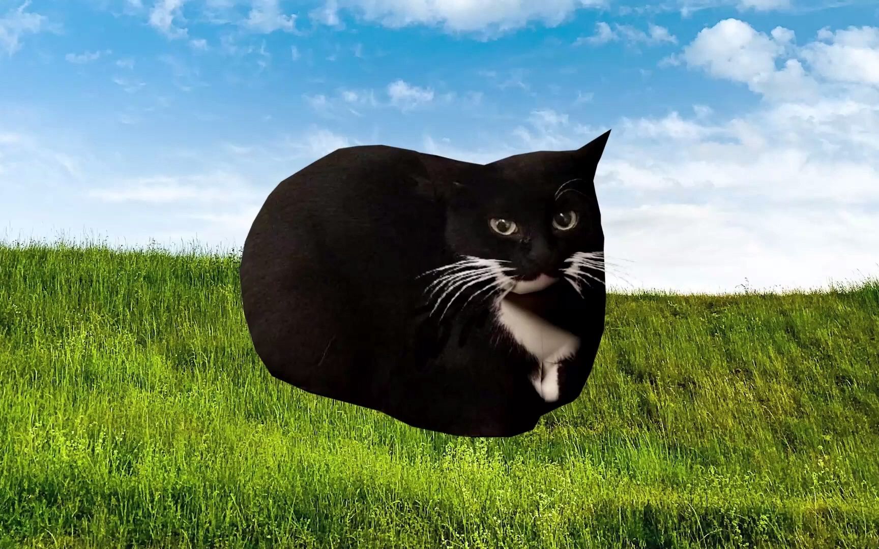 每日臭猫 maxwell the cat theme phonk remix 1 hour