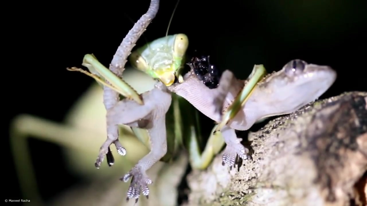 [知路baba]配乐吃播:螳螂把壁虎活吃成了两截,壁虎太难了