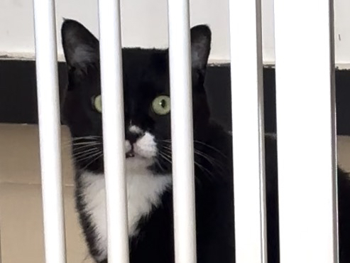 【最恐怖的猫咪视频】盯盯猫到底在盯什么?