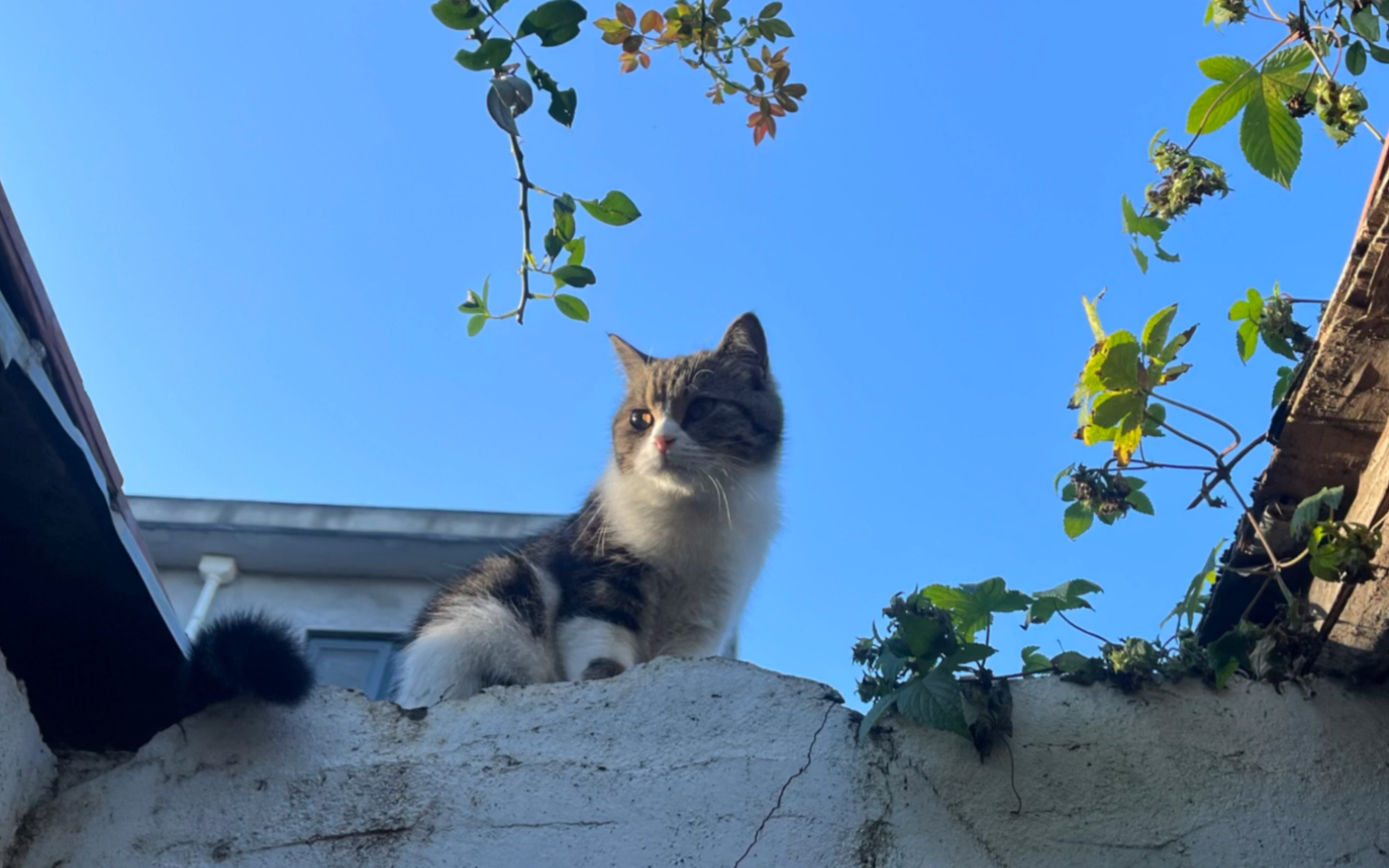 [图]当一只城里猫回村后