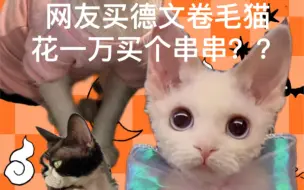 Download Video: 买德文卷毛猫的品相和对应价格