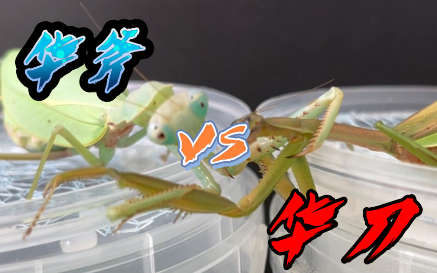 大刀螳螂vs鸟图片
