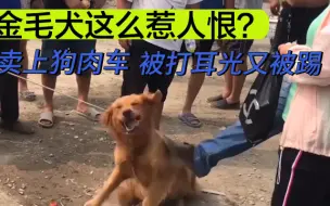 Download Video: 金毛犬被卖狗贩，主人临走又打又踹，金毛这么惹人恨？