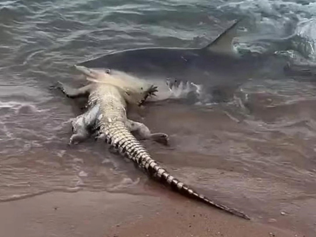 震惊时刻:鲨鱼对距海滩游客仅数米的鳄鱼大快朵颐