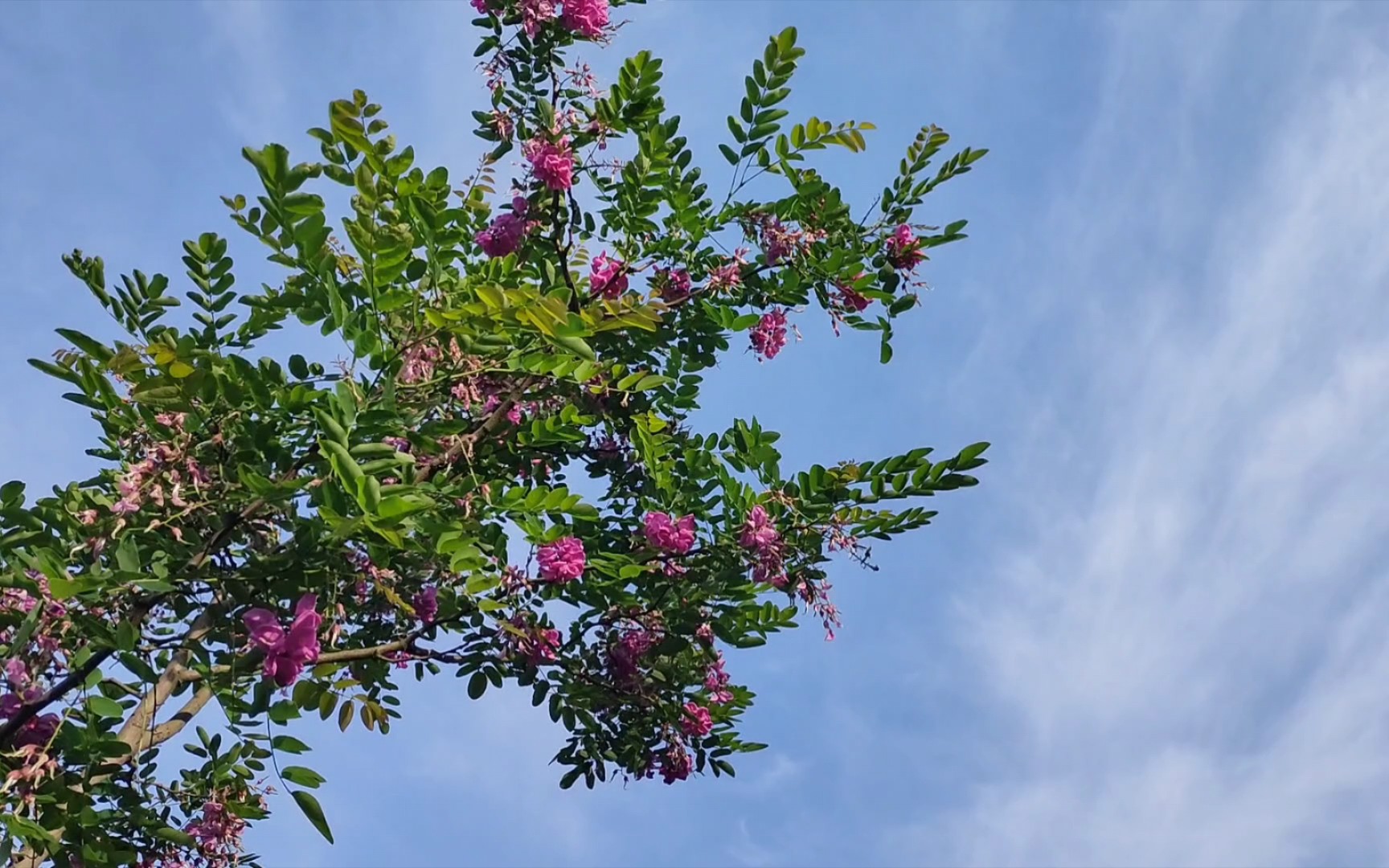 洋槐花要落了桃子枇杷桑葚都结果了