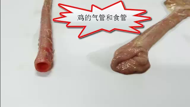 观察鸡的气管和食管哔哩哔哩bilibili