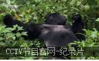 【东非大裂谷】 火 山地大猩猩哔哩哔哩bilibili