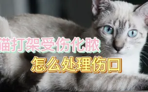 Video herunterladen: 猫打架受伤化脓怎么处理伤口