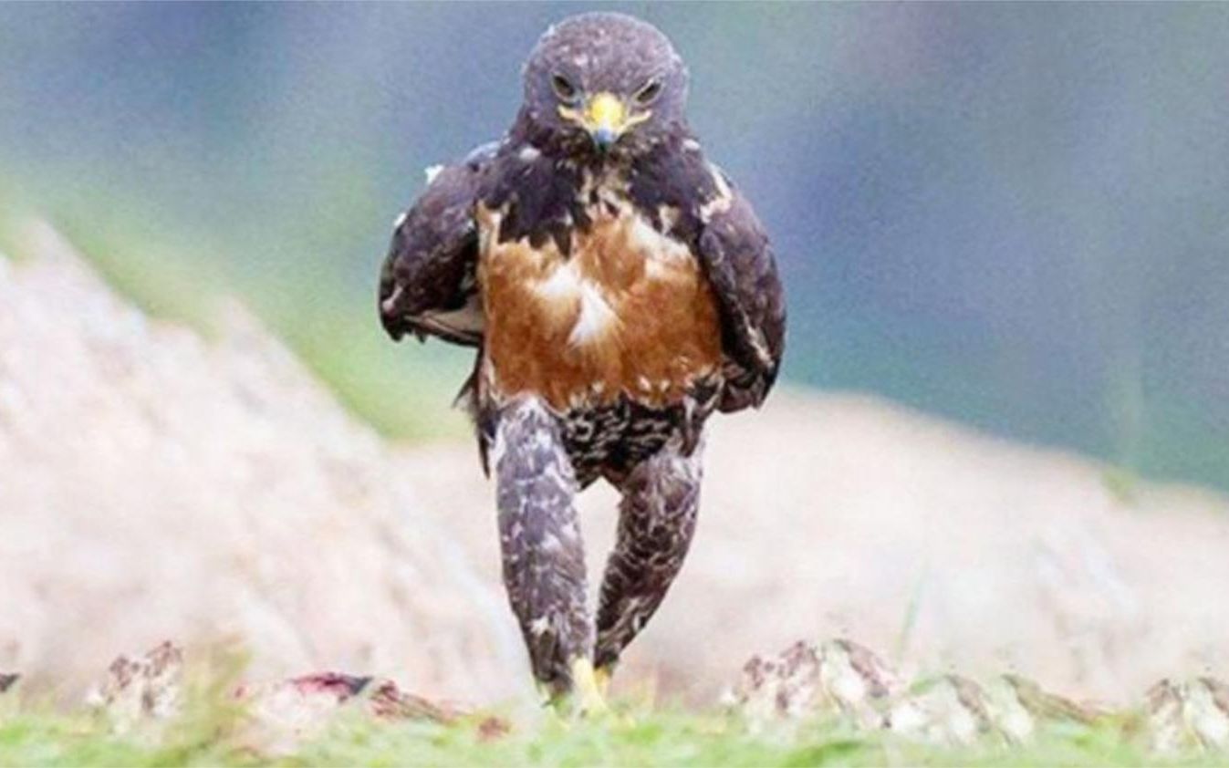 镜头记录搞笑画面:老鹰走路像极了老板,下一秒请你千万要憋住