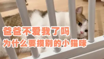 【帮粿呆】吃醋帮帮，和试图端水的土橘猫