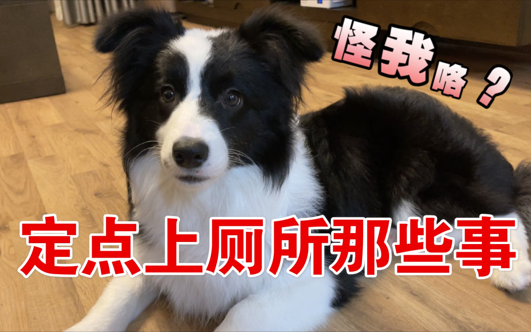 【训犬干货】狗狗定点上厕所学不会?知道这些细节新手小白也可以很快上手~哔哩哔哩bilibili