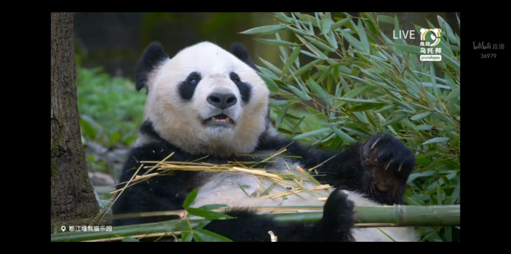 我怀疑它吃的是甘蔗