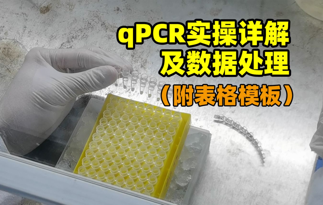 【荧光定量PCR(qPCR)】实验操作详解及数据处理(2 ”Ct法)附运算表格模板哔哩哔哩bilibili