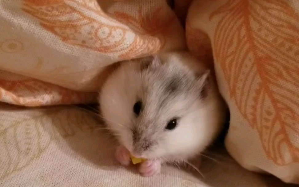 仓鼠吃玉米粒中. 激萌解压