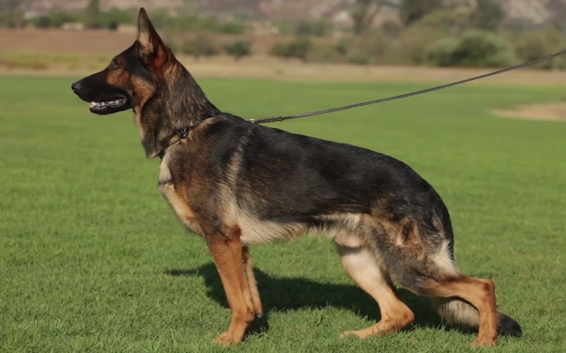 关于工作的德国牧羊犬