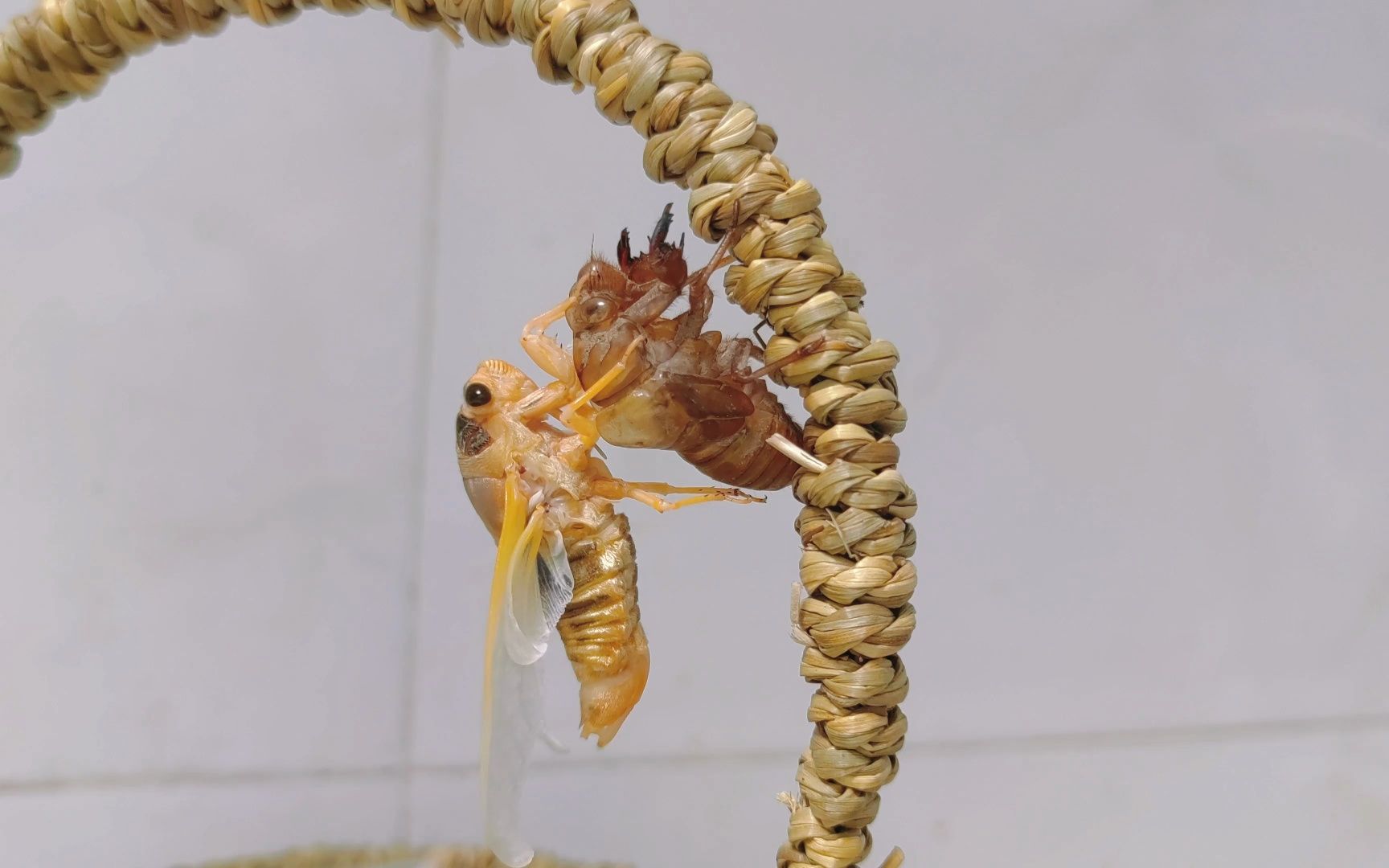 金蝉脱壳全过程