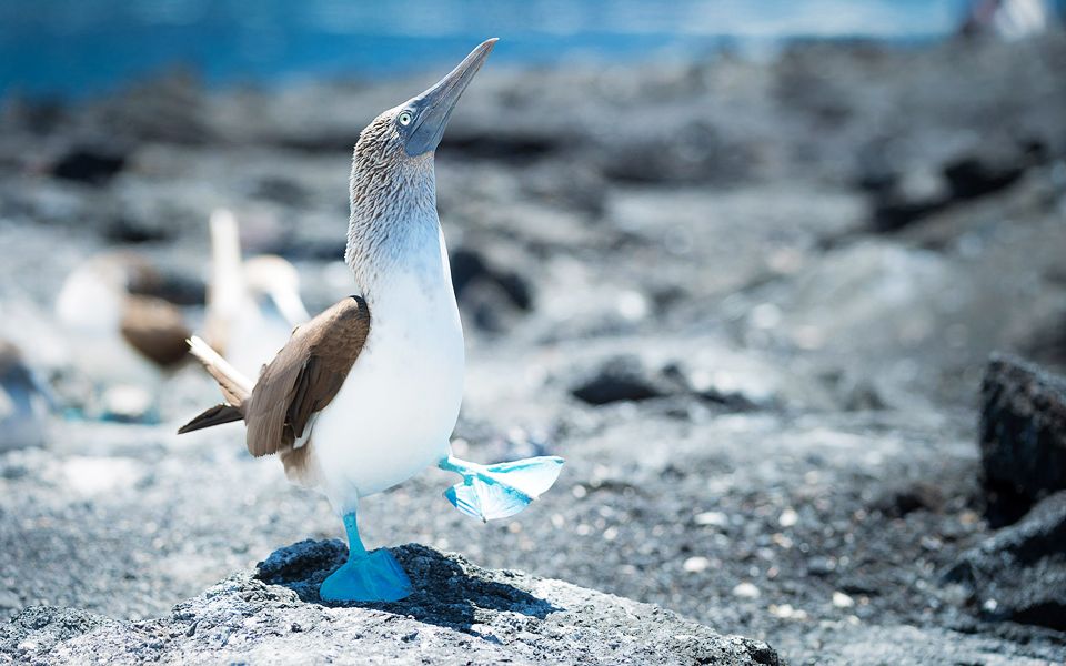 [图]【紀錄片】進化島任務 Mission Galapagos【英语中字】【全三集】