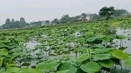 新津安西月花村,万亩荷花基地哔哩哔哩bilibili