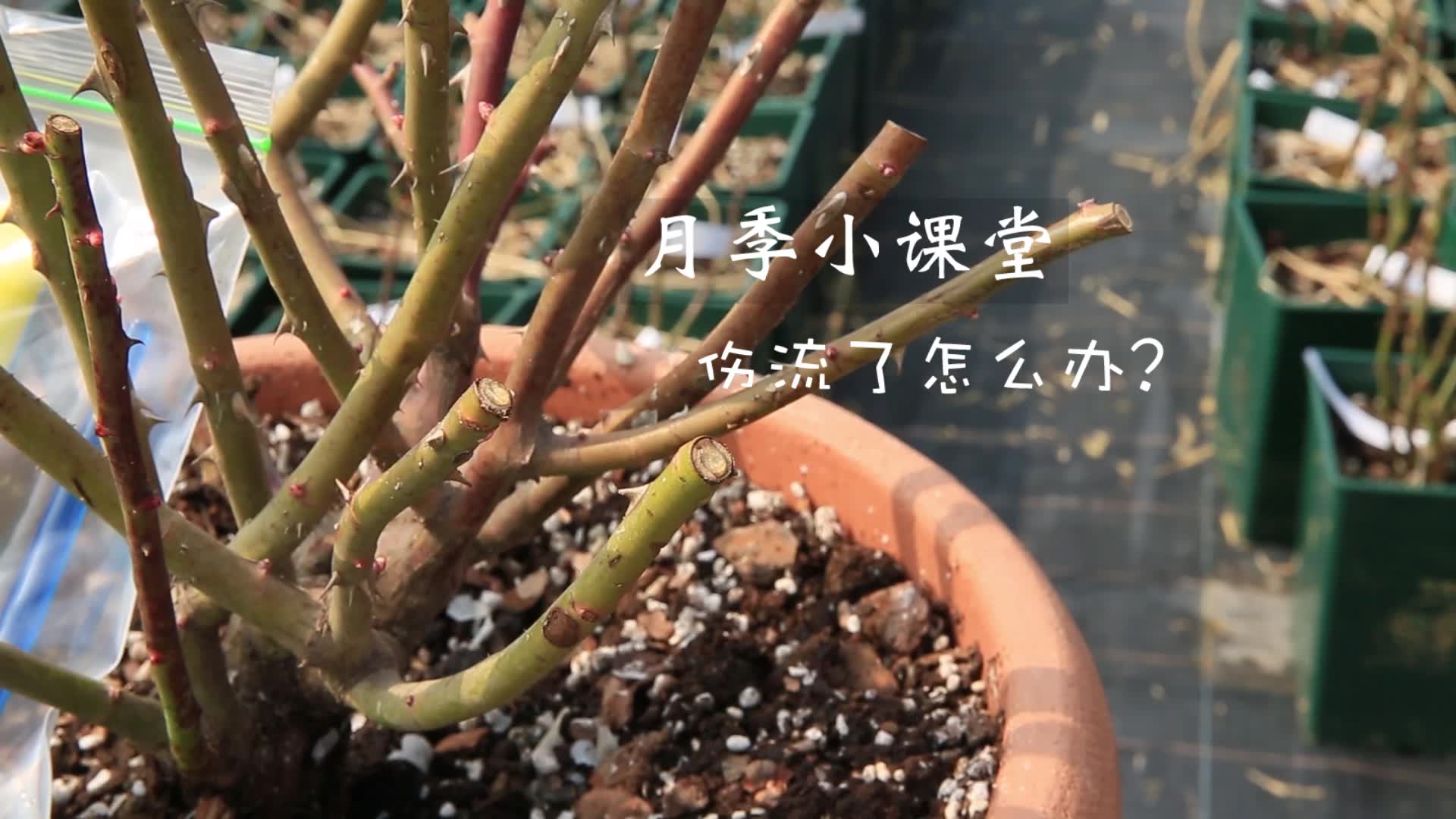 【虹越月季】月季伤流不注意,当心春天花量骤减