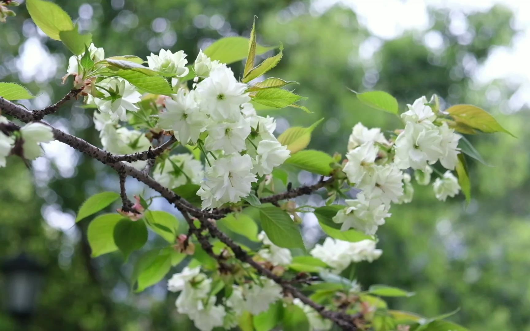 春日国宝级樱花"郁金樱"