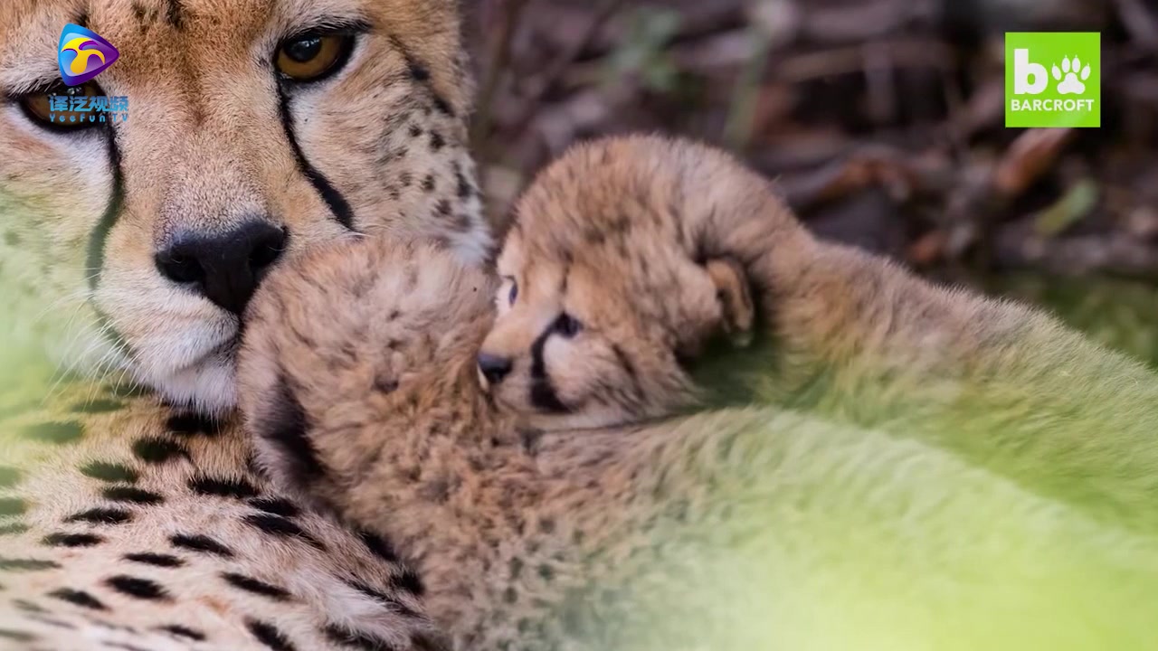 【译泛视频】豹宝宝的野外实拍