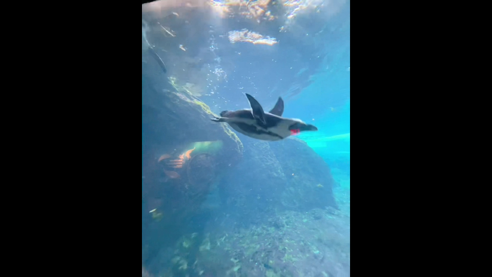 放学来看企鹅在水底游泳的模样