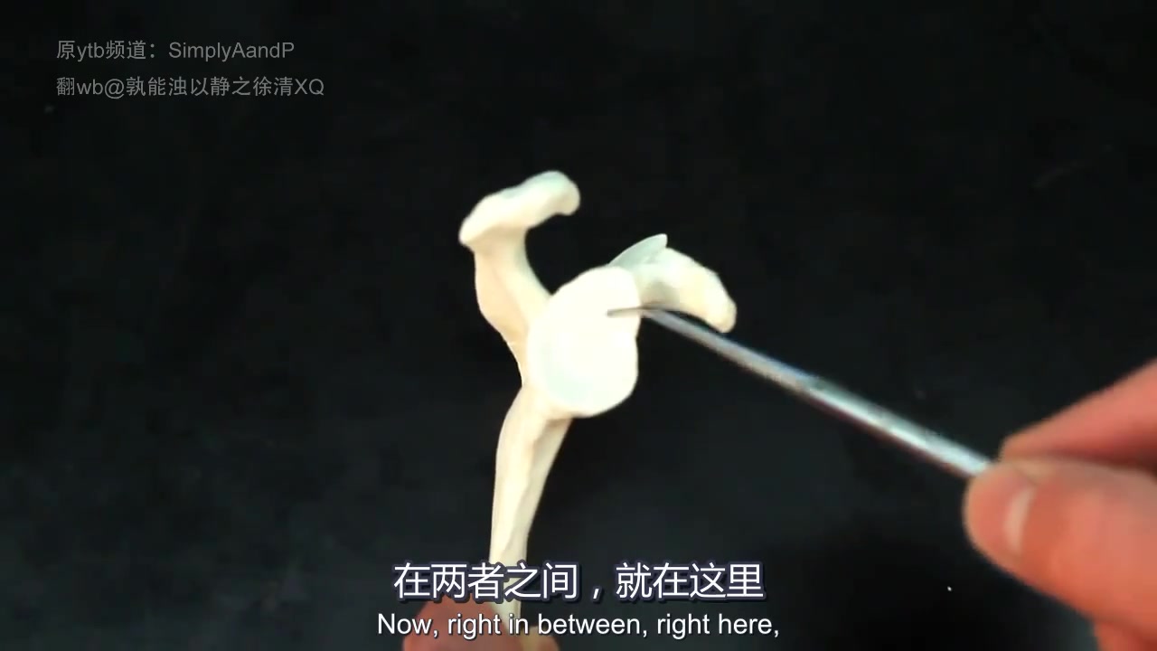 【科普】肩胛骨Scapula—SimplyAandP 中英双字幕哔哩哔哩bilibili