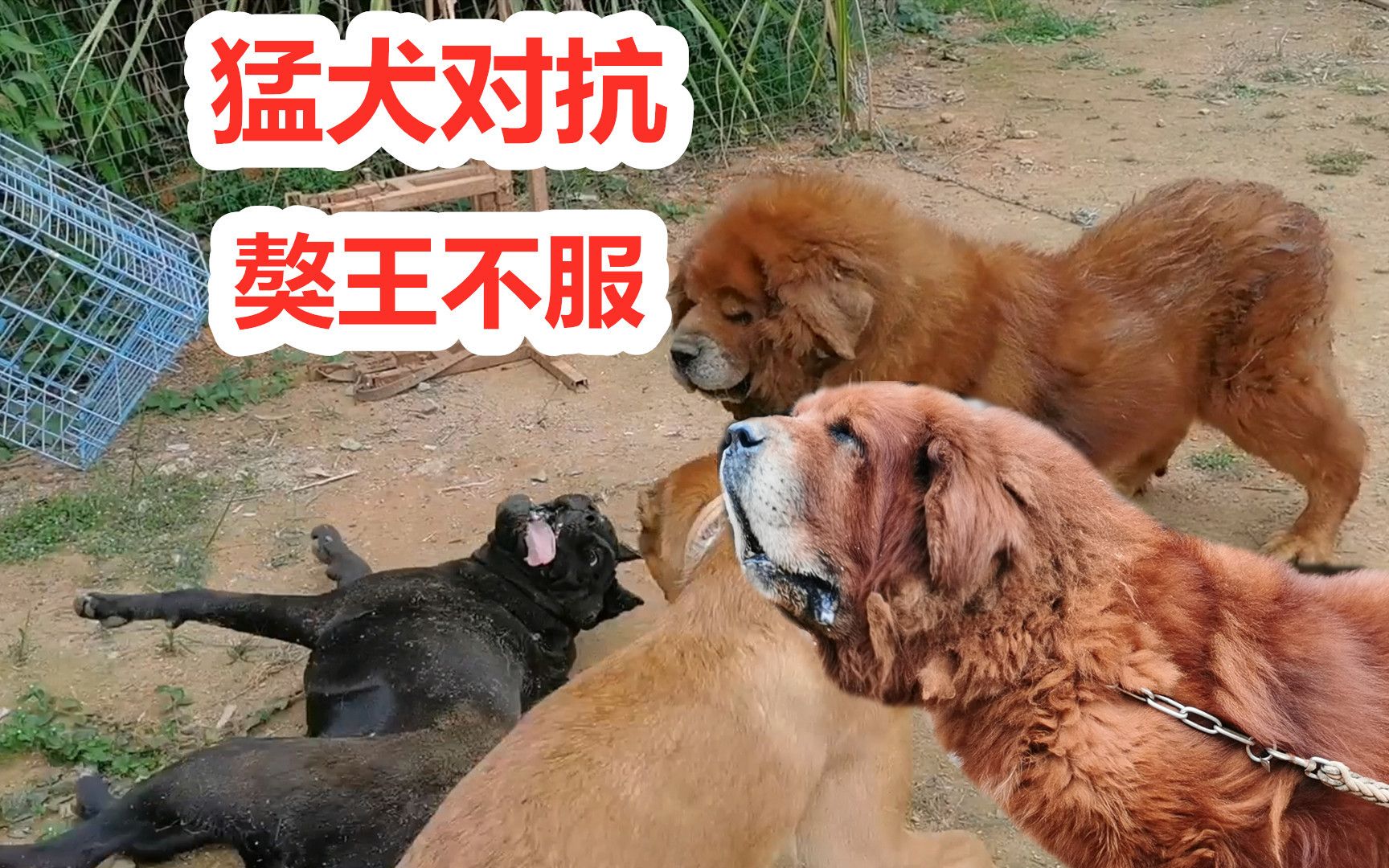 高加索咬狼犬对抗藏獒过程精彩,卡斯罗犬无故遭殃,奋起反抗