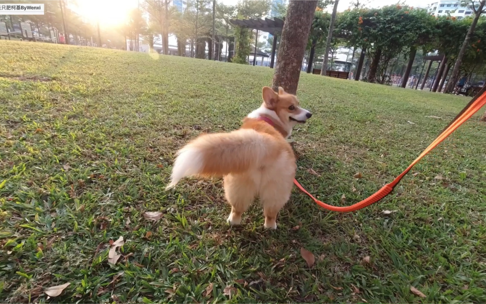 柯基肥肥的柯基尾巴变身夕阳下的狗尾巴草