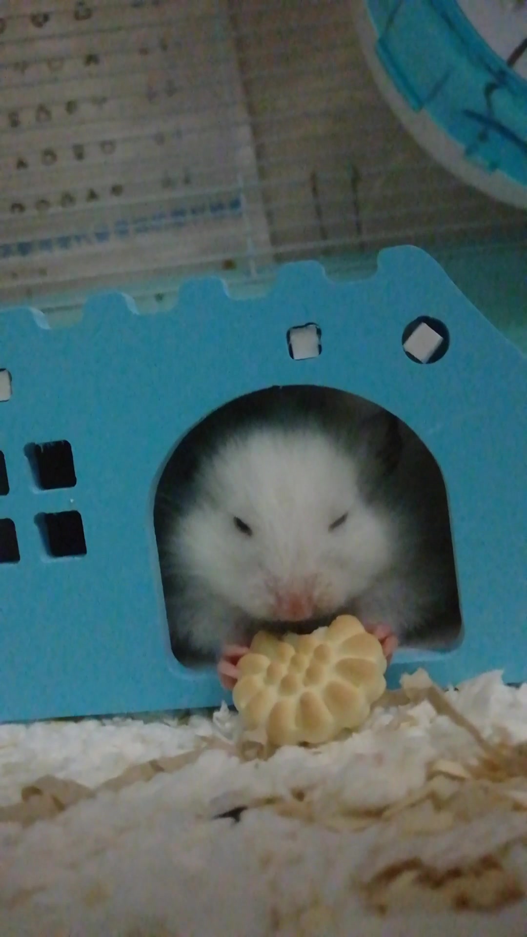 【仓鼠】吃饼干