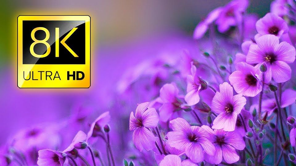 8K 最美花朵集锦The Most Beautiful Flowers Collection 8K ULTRA HD  8K TV哔哩哔哩bilibili