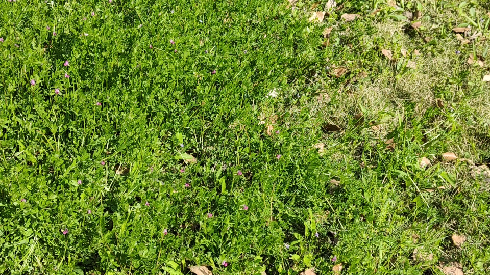 绿的发黑,绿的出奇