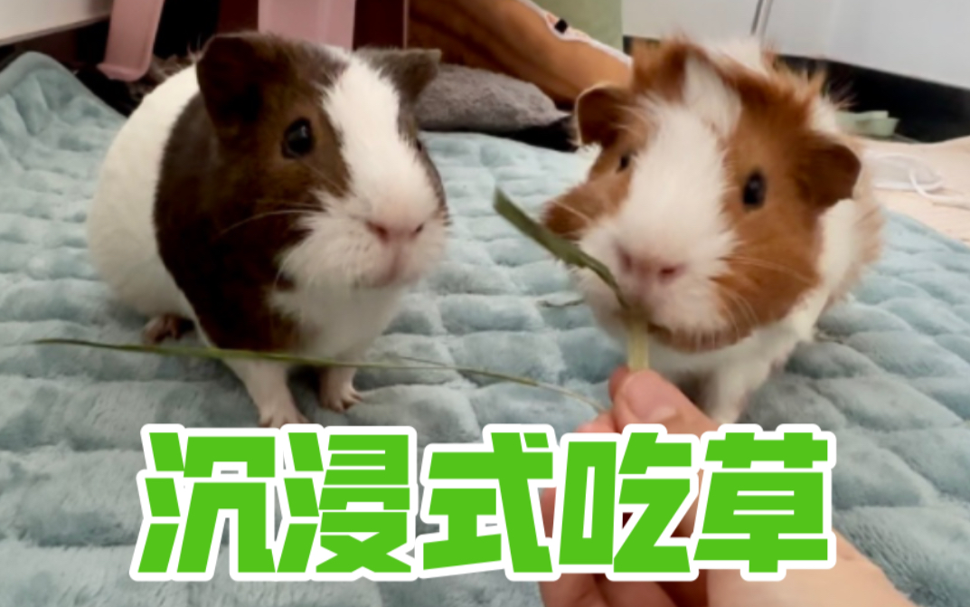 沉浸式吃个提摩西(及跑来跑去及挠痒痒及暗中观察