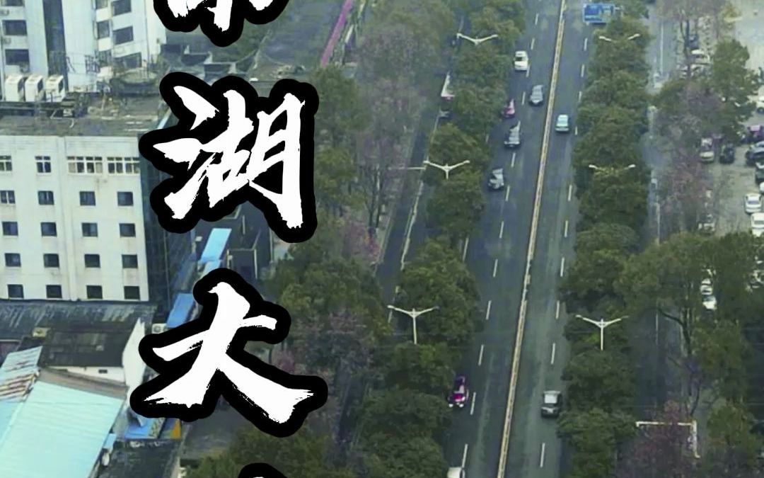 岳阳这条路被称为全省zui美一条街,你知道是哪条吗?哔哩哔哩bilibili