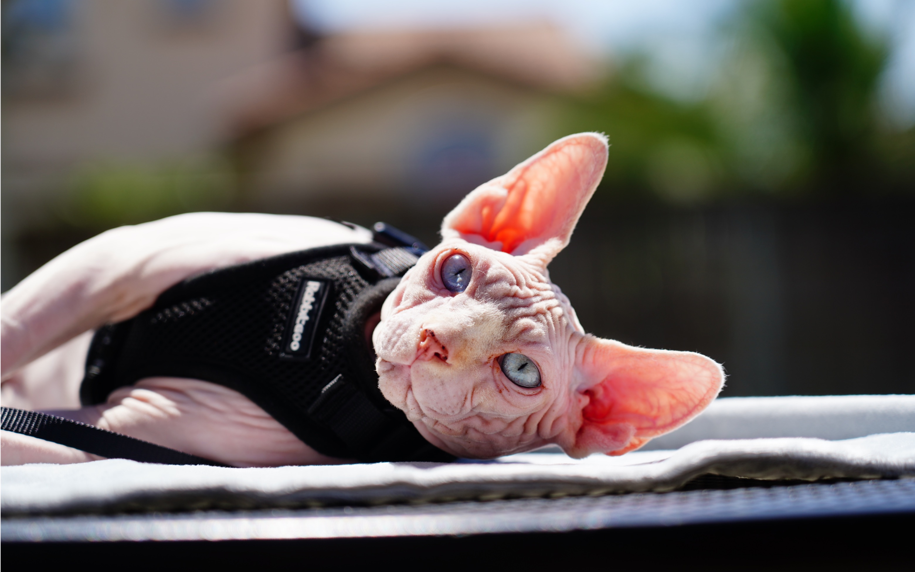 【无毛猫】 小猫咪爱晒太阳