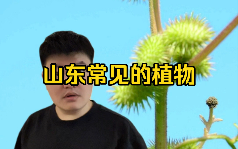 山东那些常见的植物哔哩哔哩bilibili